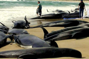 Više od stotinu dupina brusi na indijskoj obali Više od stotinu dupina brusi na indijskoj obali
